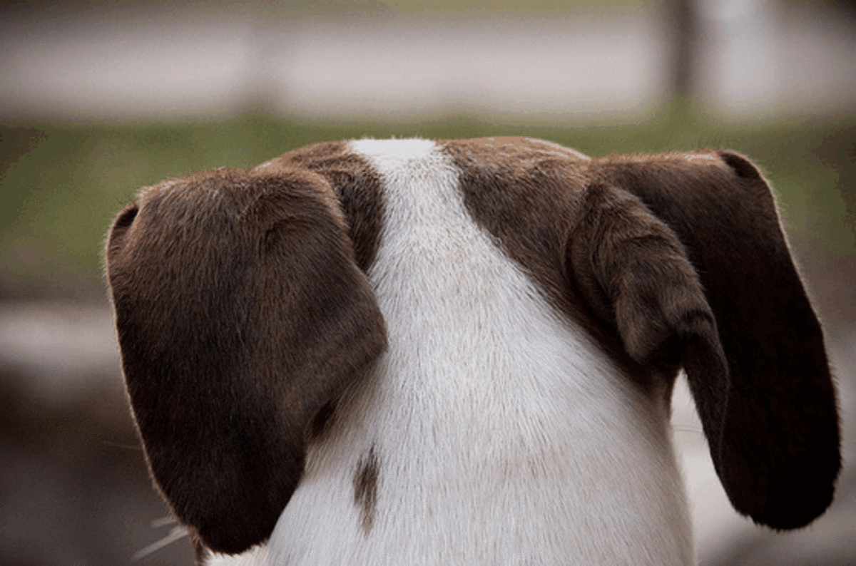 How Dogs Communicate with Their Ears