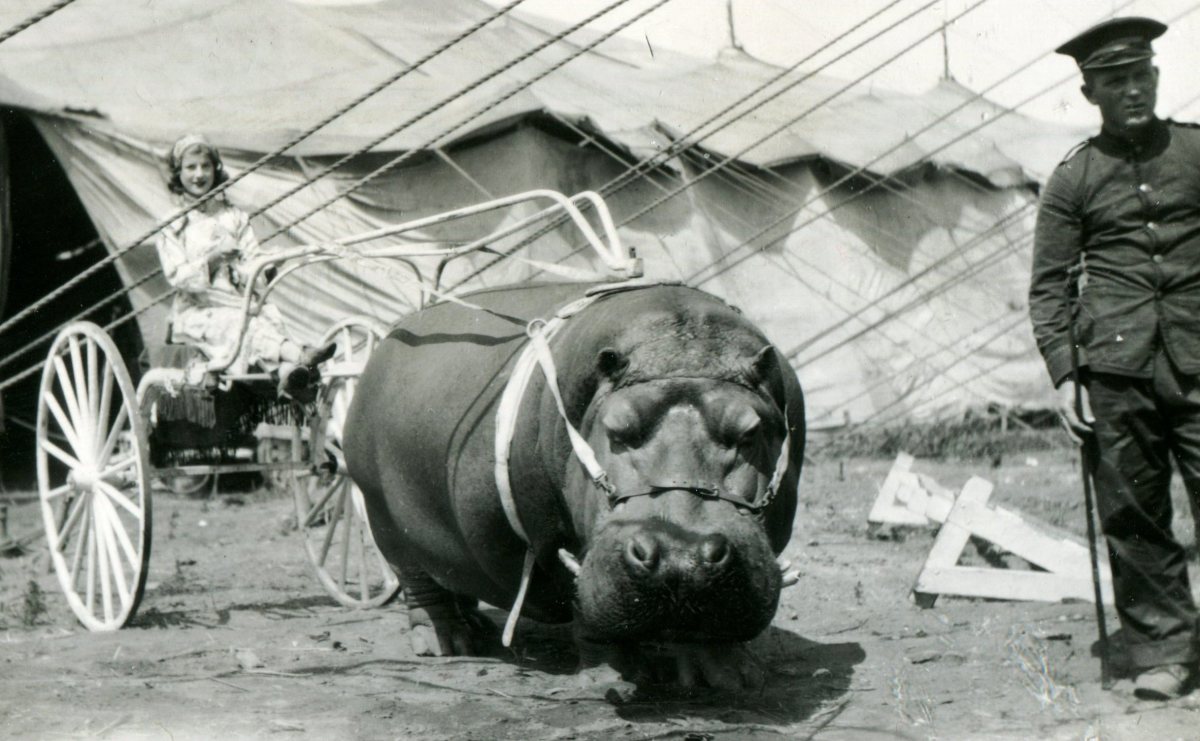 Hippopotamus pulling a cart driven by Betty Jay. Barnes Circus, 1930. 