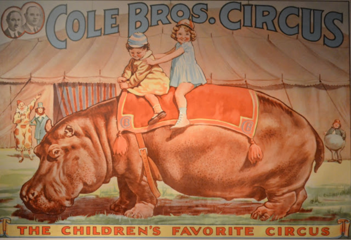 circus-hippos