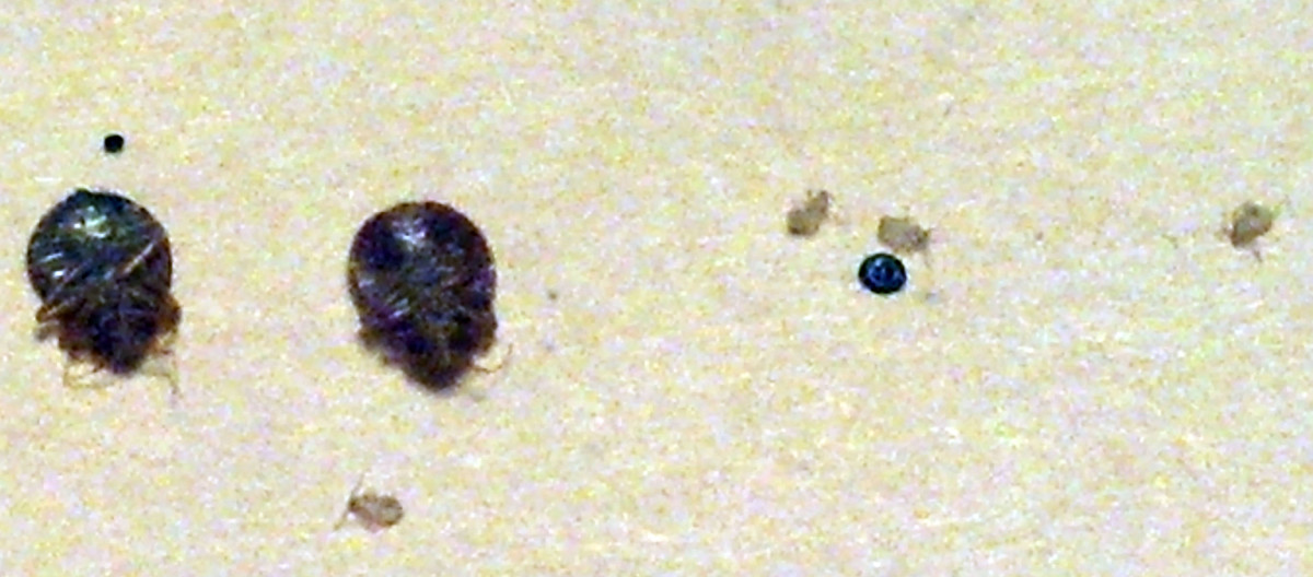 Close up view of more bed bugs.  I apologize for the lack of clarity - I was using my cell phone to take the pictures.  