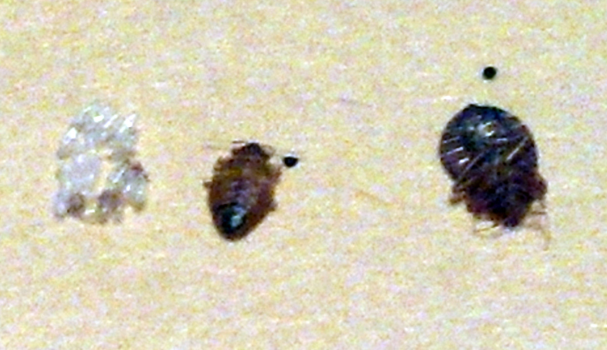 Bed bugs with a molted bedbug shell.  Once you see and recognize these, they are a good indicator that you need to take action.  