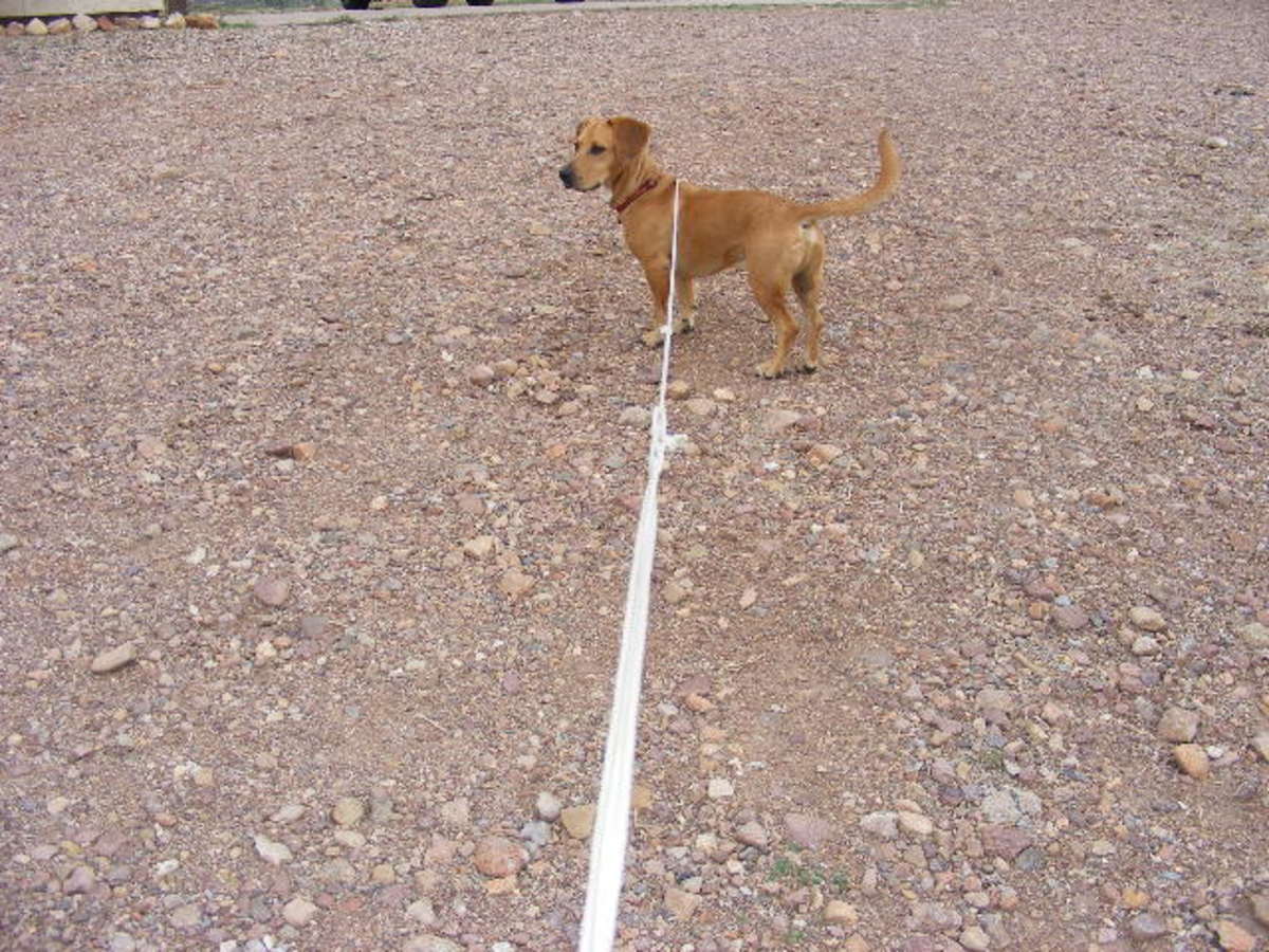 A long line is essential for hound-like breeds