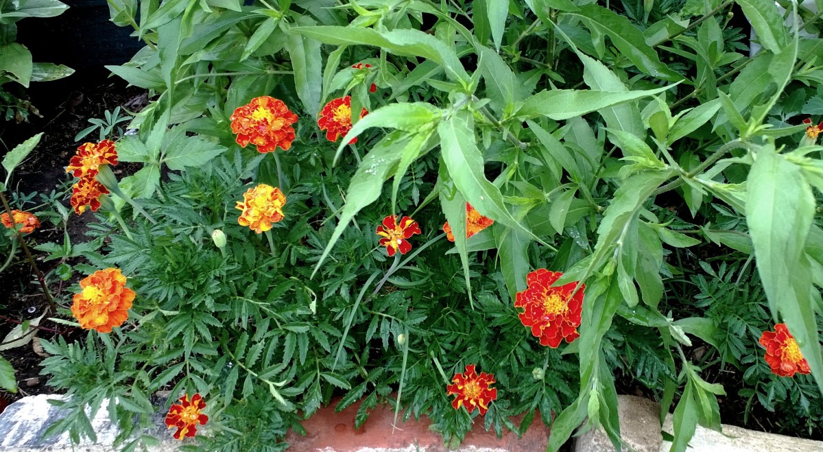 My Oklahoma Flower Garden HubPages