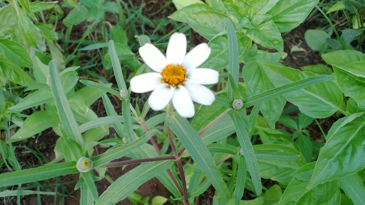 my-oklahoma-flower-gar