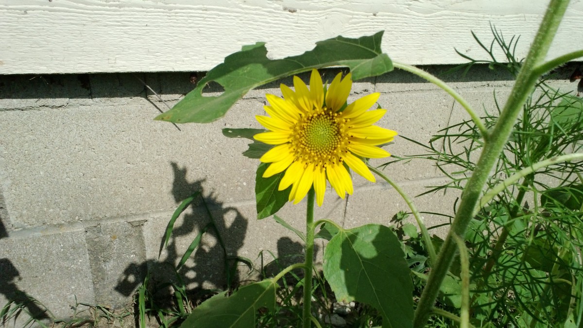 Sunflowers In my Oklahoma Garden!