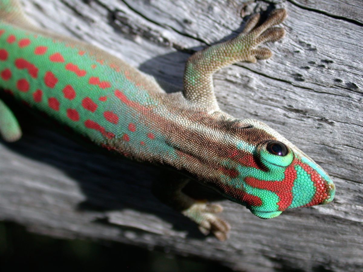 The ornate day gecko lives up to its common name