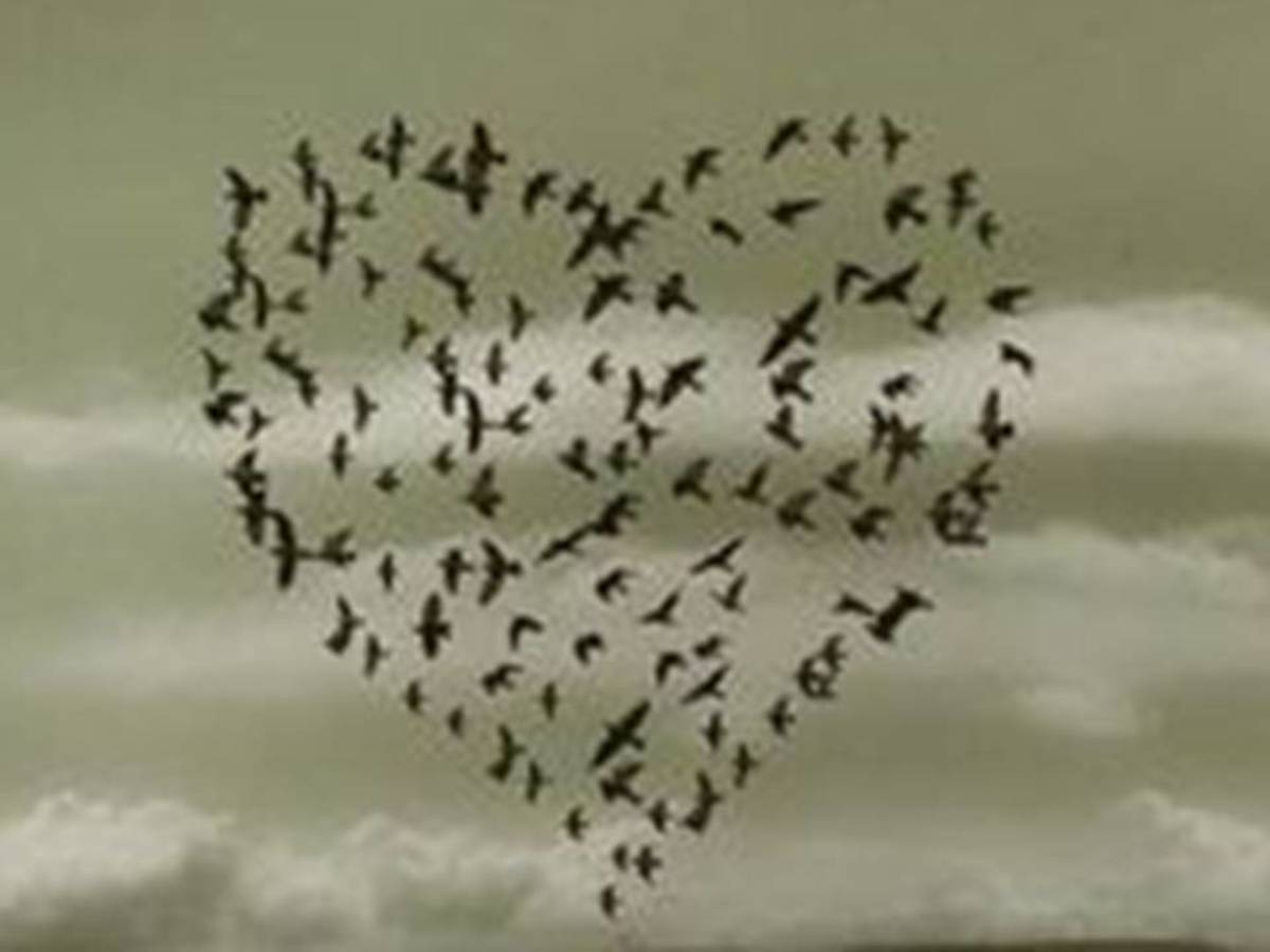 heart of birds