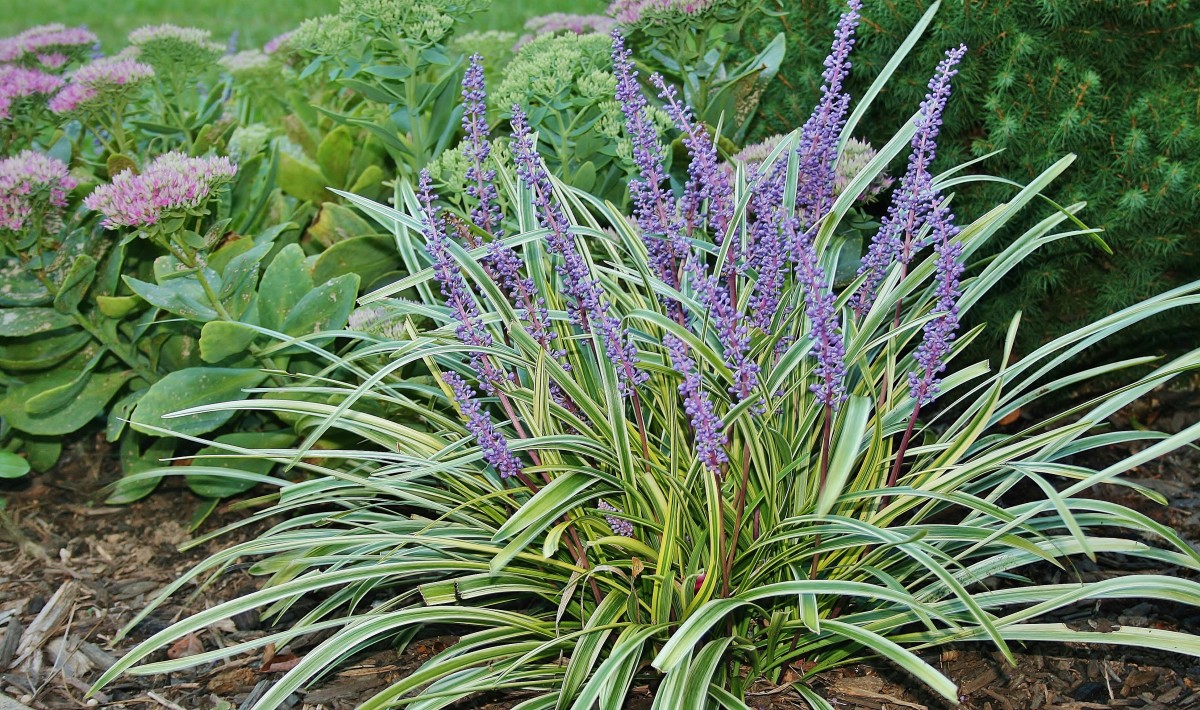 Liriope produces showy purple flower stalks in summer.