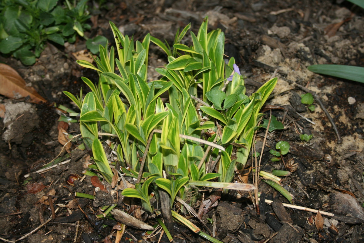 In spring,  tufts of liriope emerge from old plants. 
