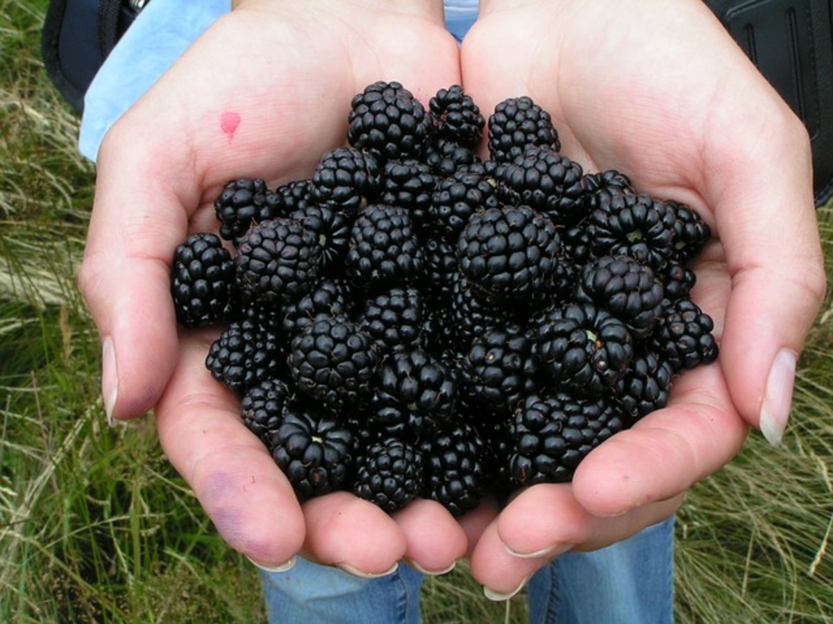 Blackberries are a delicious summer berry that are used for: jellies, jams, pies, cobblers, sorbet, teas, muffins, and more!