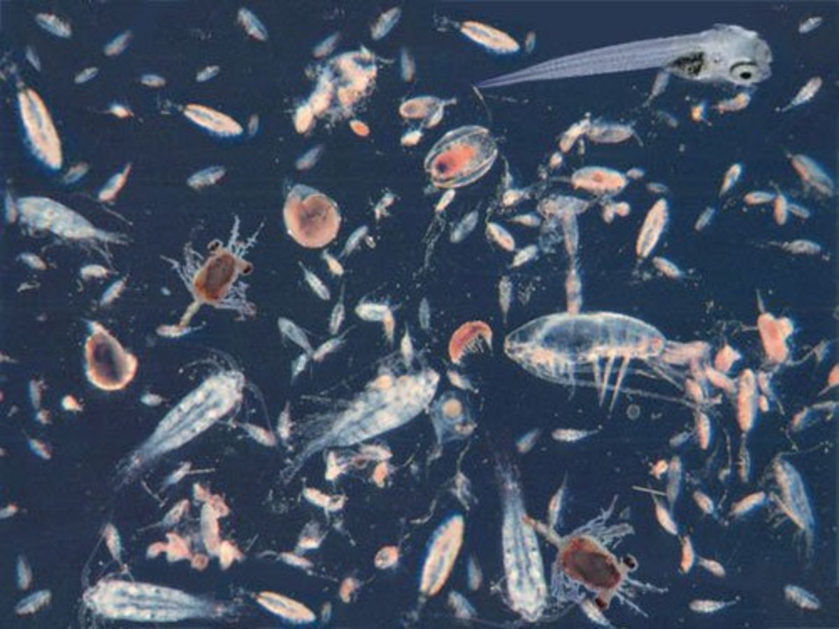 Types of Plankton HubPages