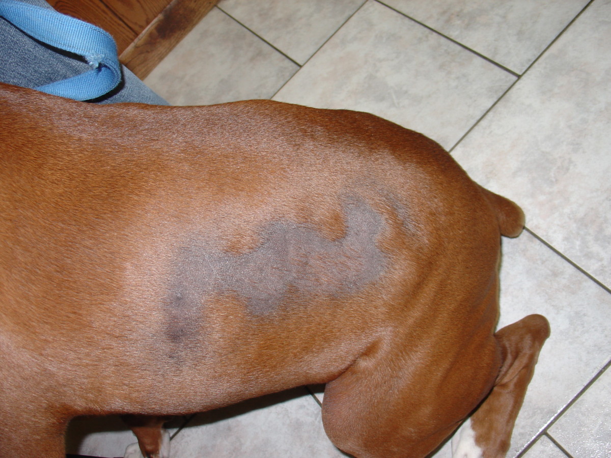 Boxer dog losing hair on flanks due to seasonal alopecia