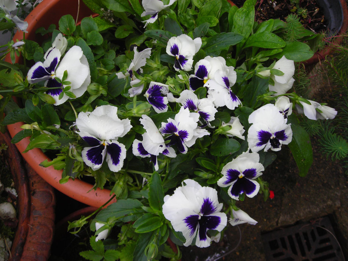 Purple and White Pansies