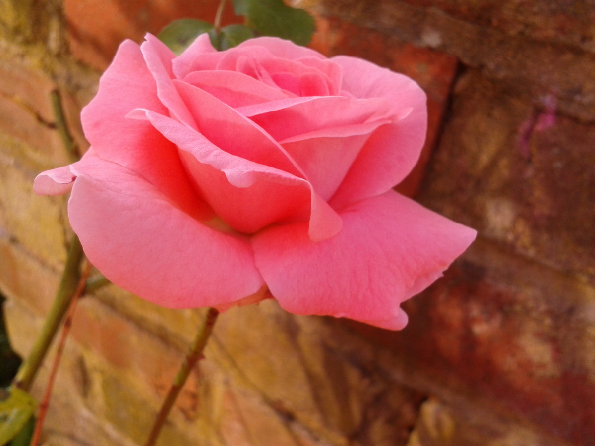 Flowers in English Expressions and Sayings HubPages