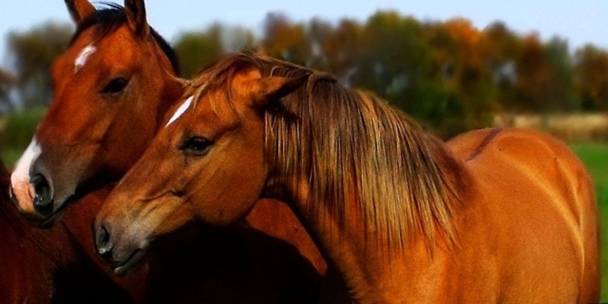 Horses rely on communication between other others to protect themselves against predators
