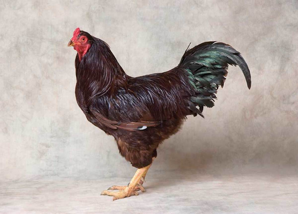 Buckeye rooster - should have the same coloration of the buckeye nut. 