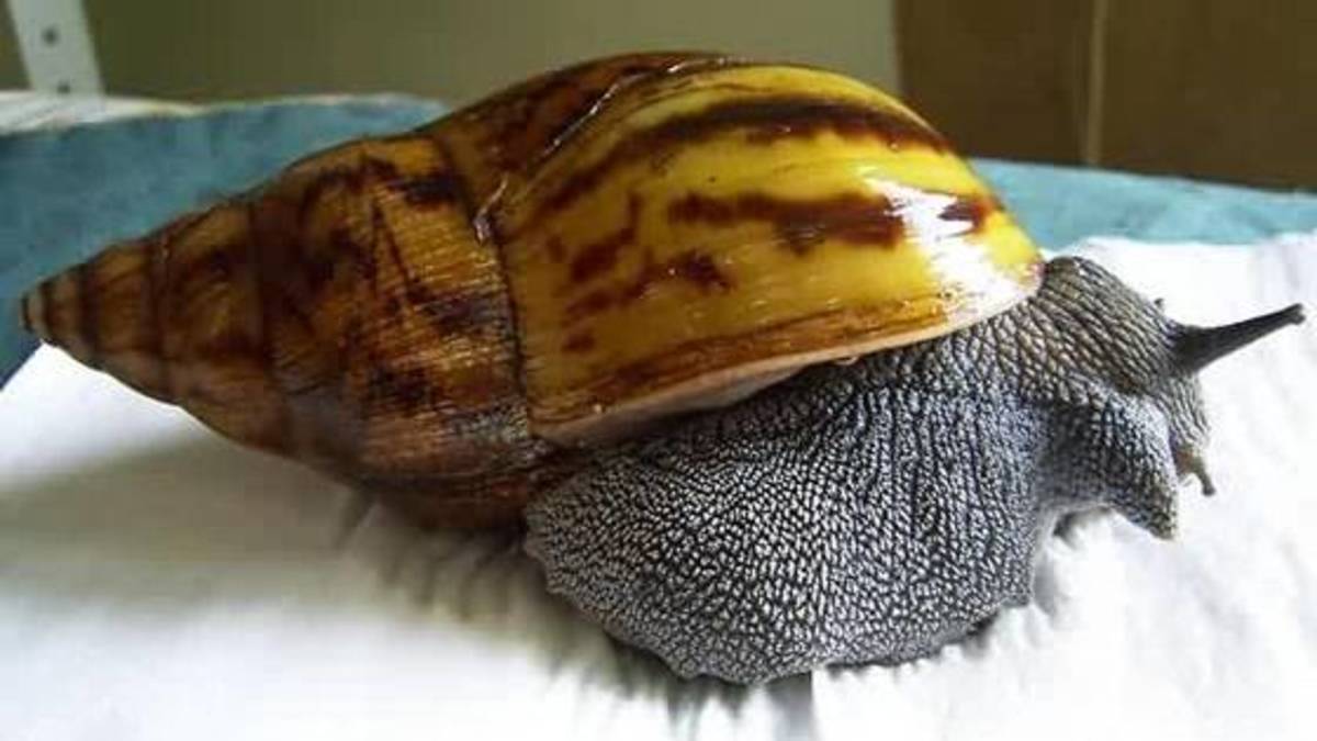 Giant African Land Snails Complete Care Guide