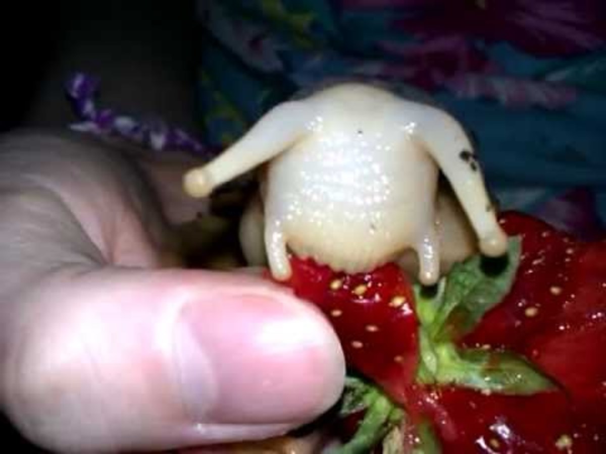 Albino snail eating a strawberry
