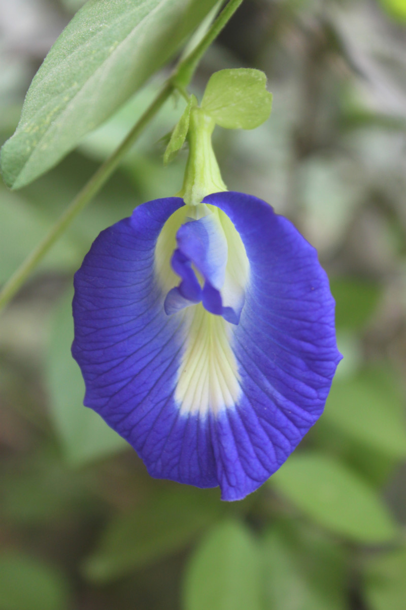 Butterfly Pea Flowers For Tea BlueChai - Deep Blue Colored Flowers For Gardens