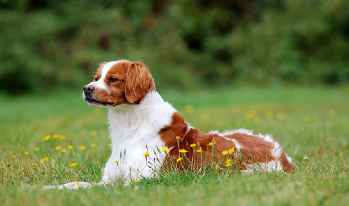 top-10-healthiest-small-or-medium-sized-dogs