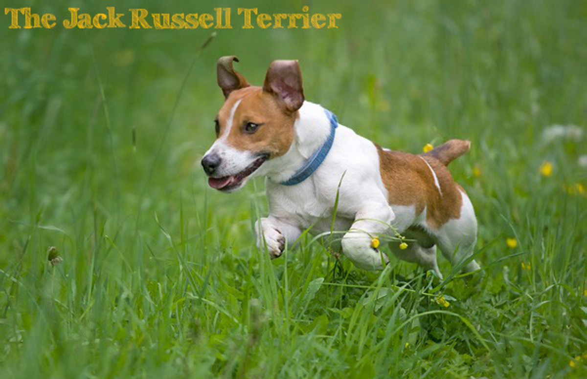 The Jack Russell terrier