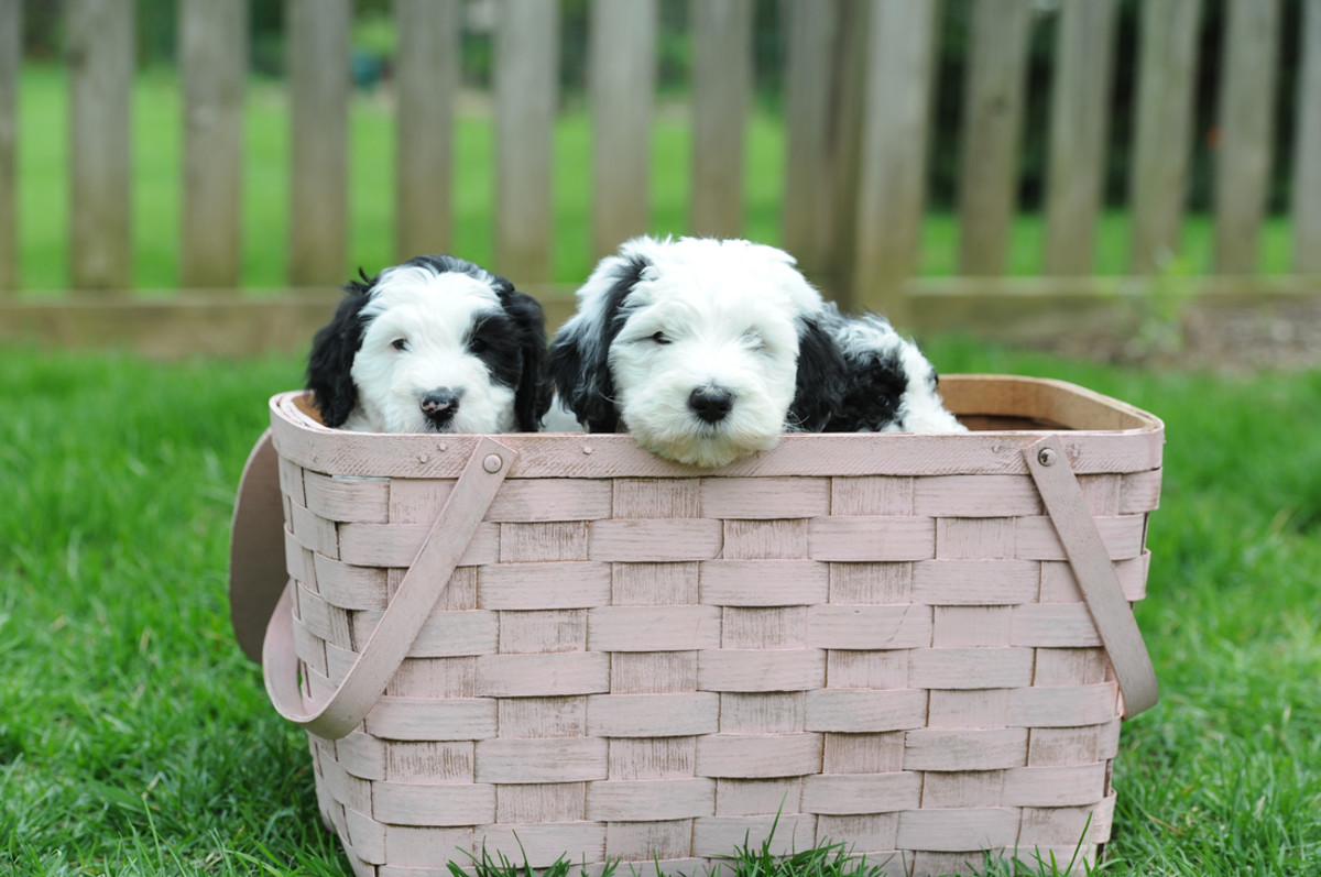 what are the most popular poodle mixes