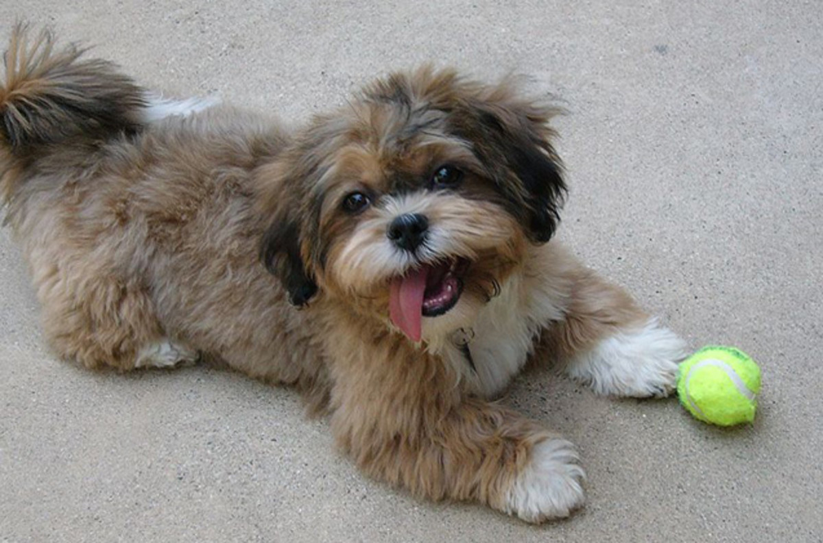 Shih-Poo : Poodle mix dog breeds