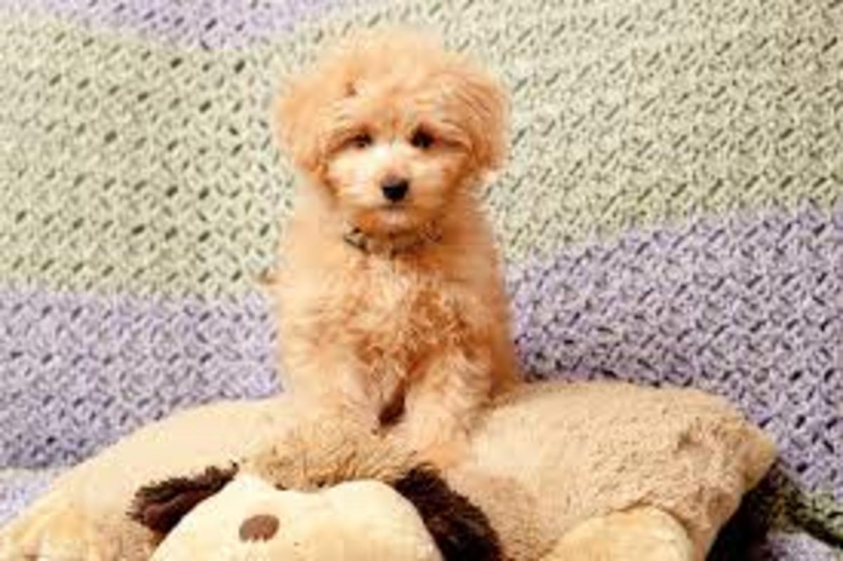 10 Most Popular Poodle Mix Dog Breeds HubPages