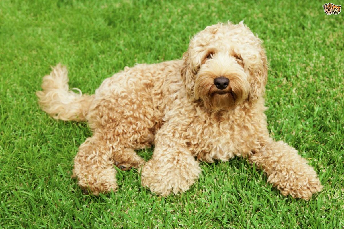Labrador And Poodle Mix At Luca Swift Blog Labrador And Poodle Mix At Luca Swift Blog
