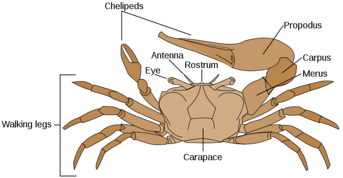 the-tiger-needs-the-crab-bengal-tiger-fiddler-crab-sundarban-national-park-west-bengal