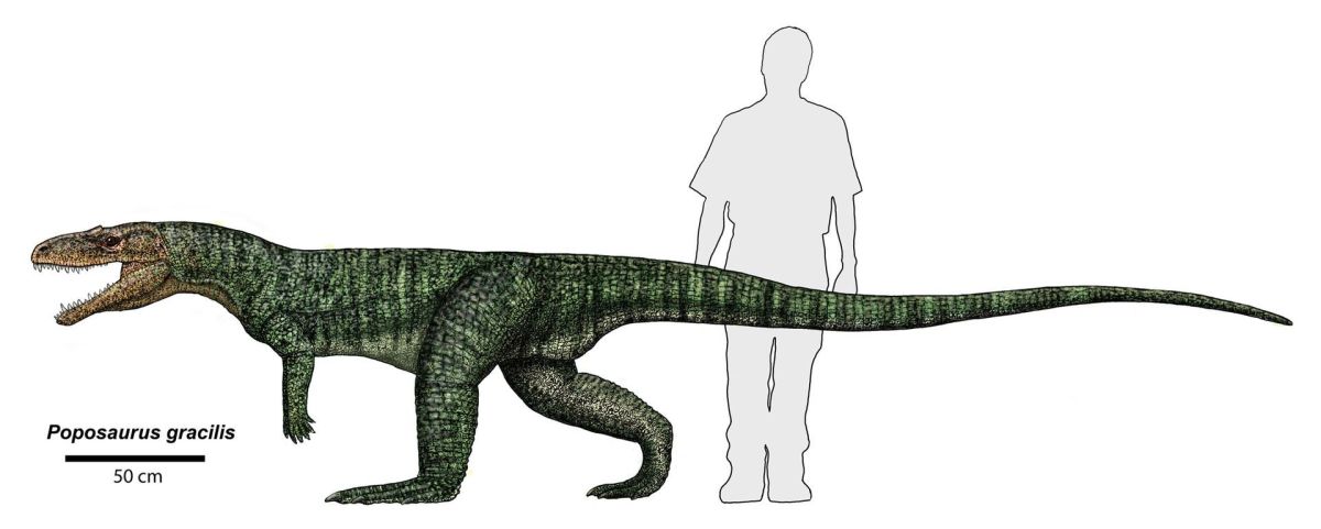 Poposaurus size compared to a human. Restoration by Jeff Martz. 