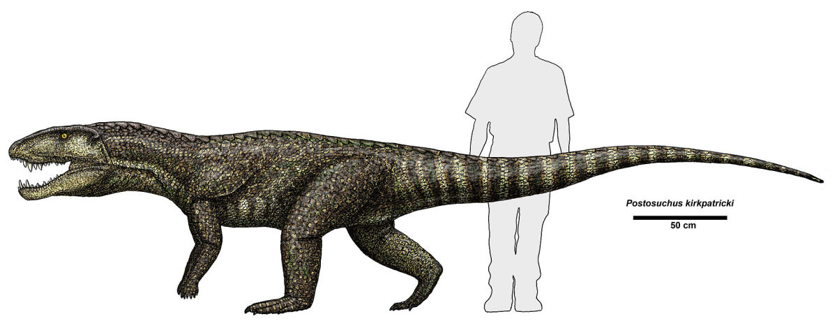 Postosuchus size compared to a human. Image from Wikipedia.