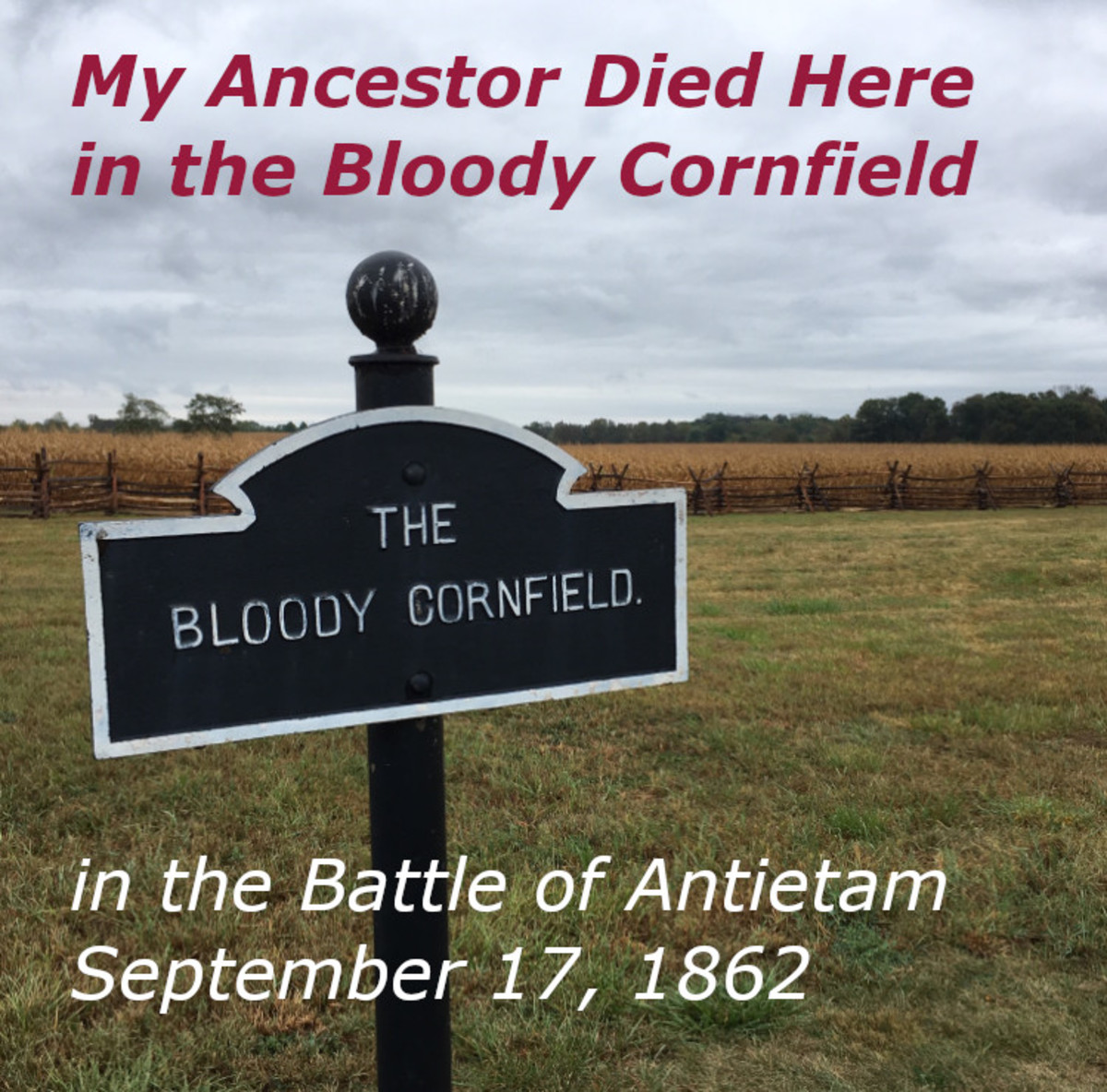 My Ancestor Died in the Bloody Cornfield, Battle of Antietam, September 17, 1862