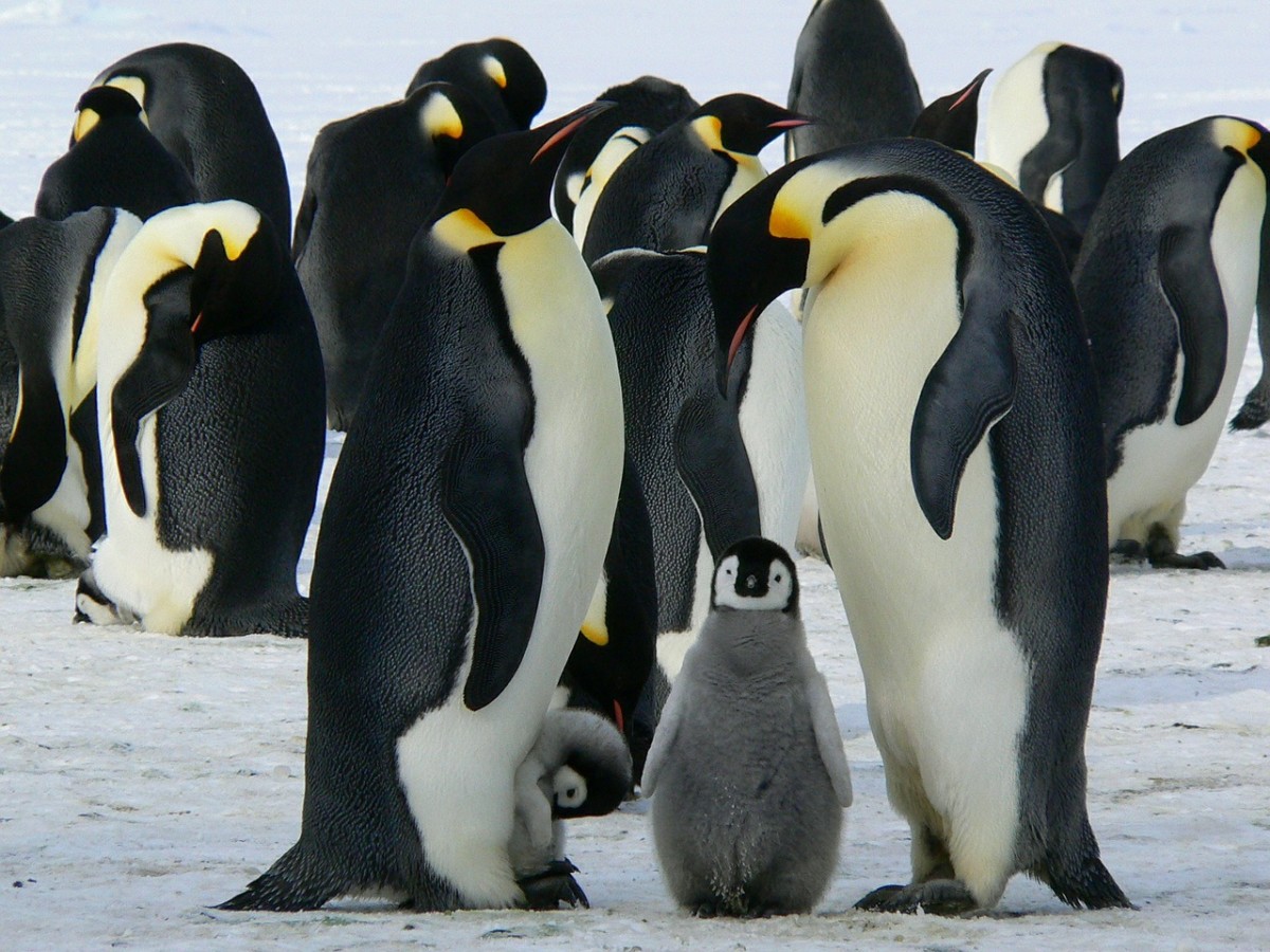 penguins-emperor-penguins