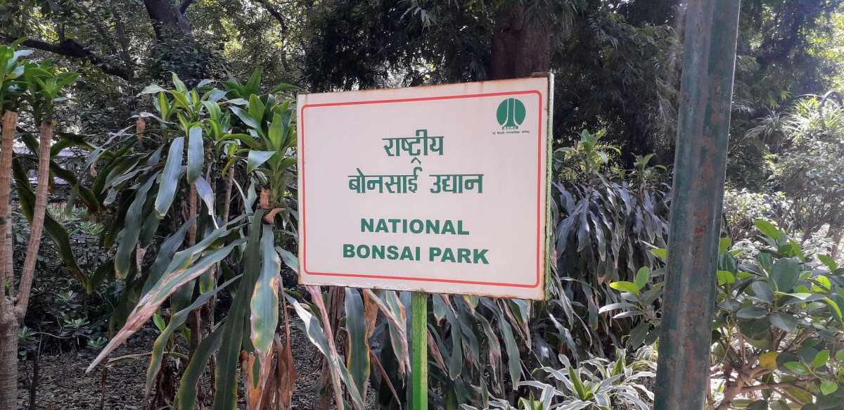 National Bonsai Park at the Lodhi Garden 