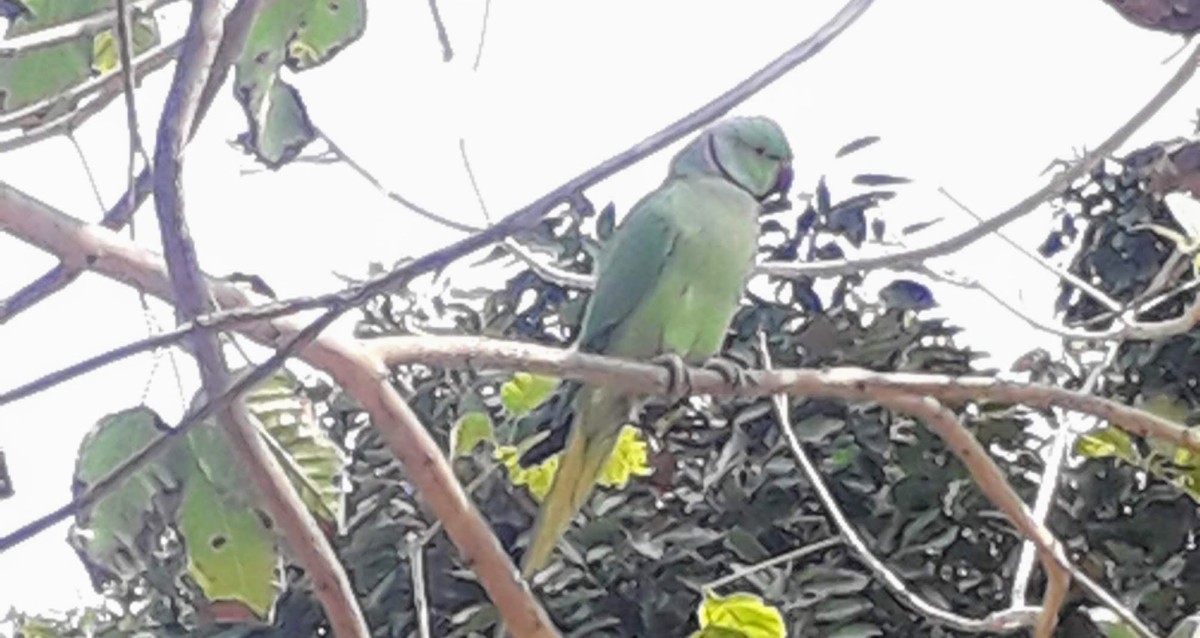 The parrots and others are resident birds at the Lodhi Garden 