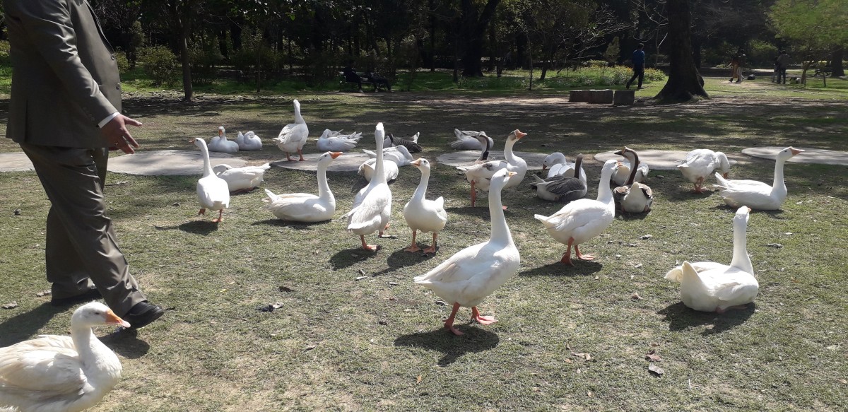 The ducks enjoying the Sun bath at the Lodhi Garden 