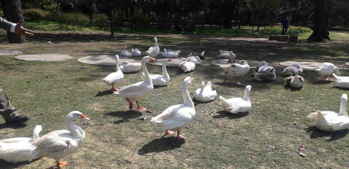 The ducks roam freely at the Lodhi Garden 