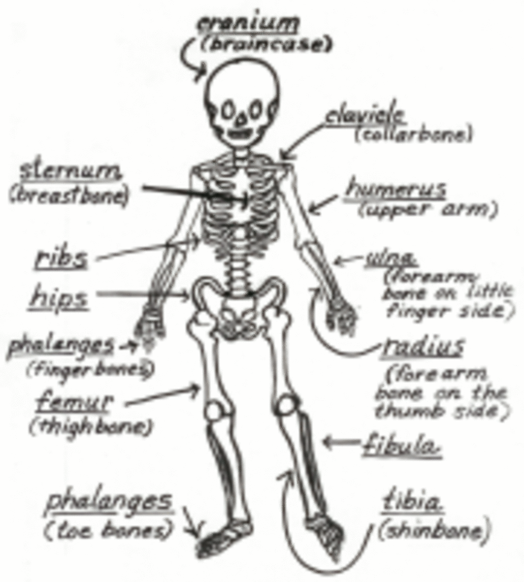 Bone Bounce Skeleton