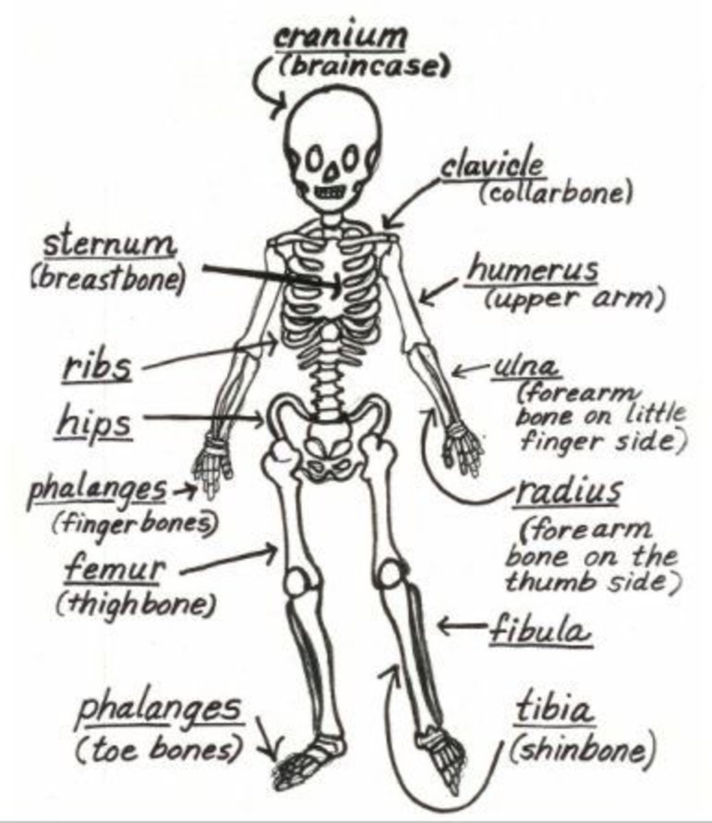 The Bone Bounce Skeleton