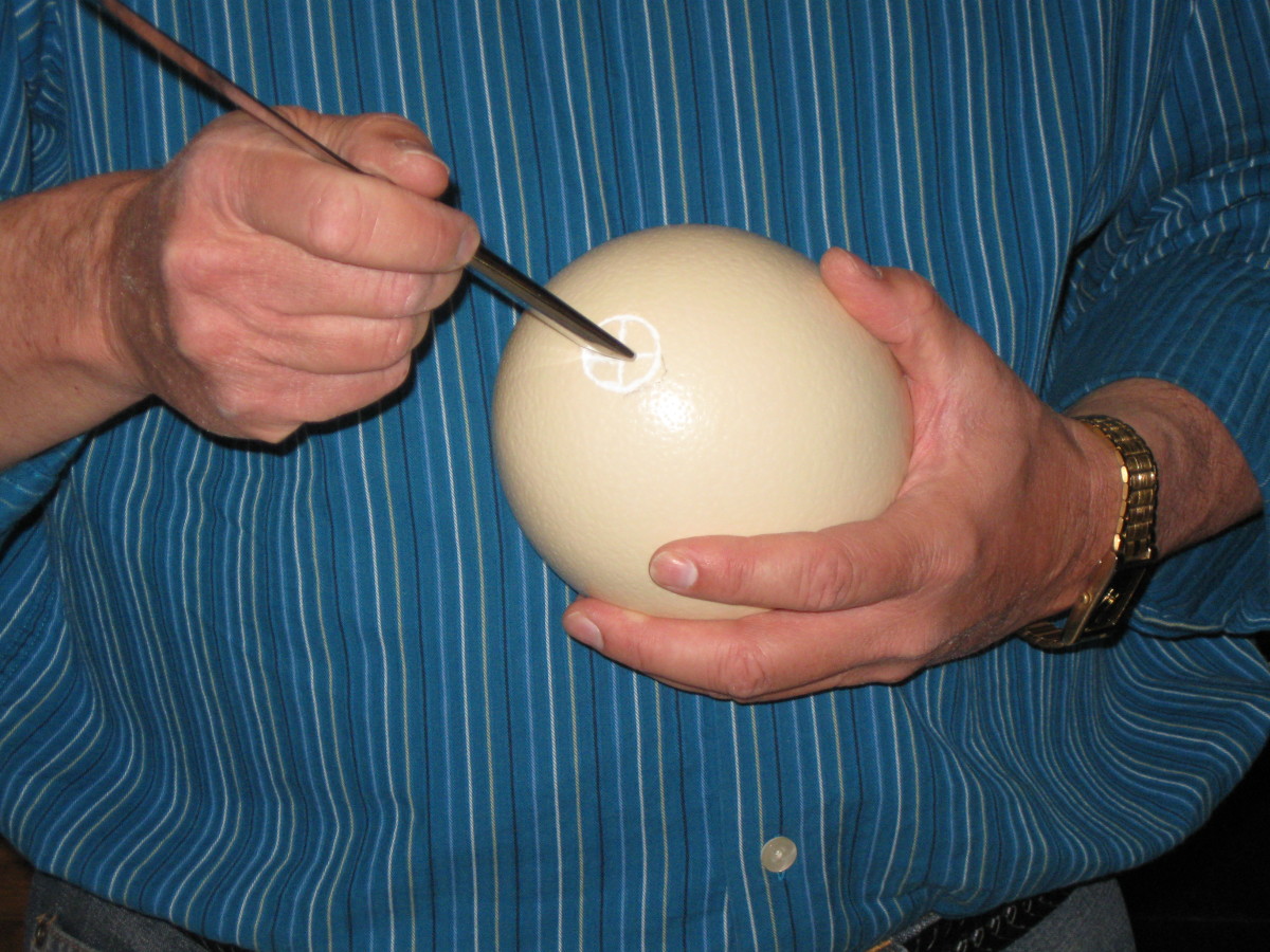 Chipping away to make a hole in the ostrich egg