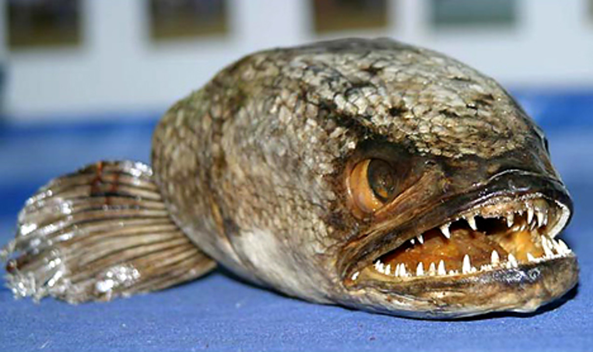 top-ten-creepiest-fish-in-the-world