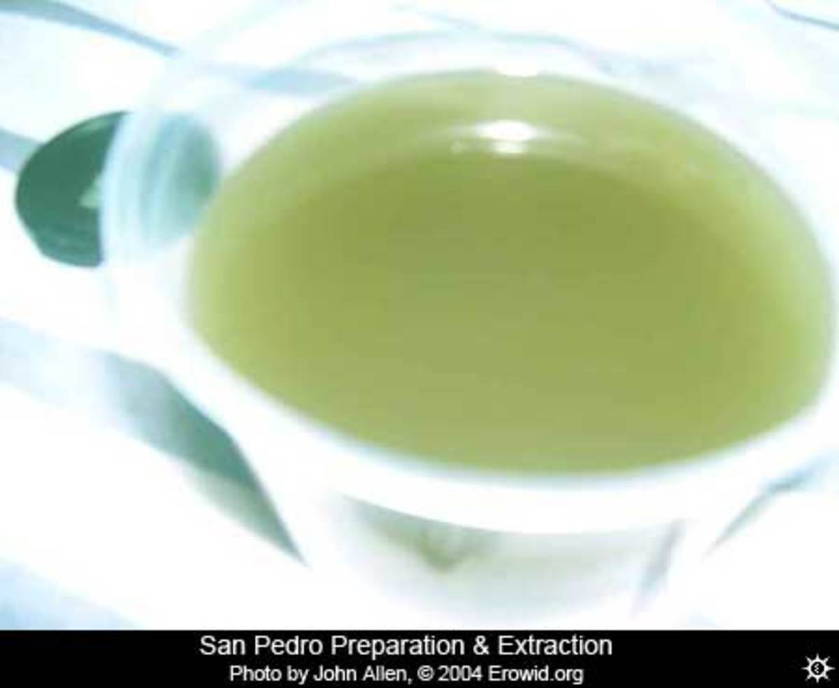 how-to-lower-your-blood-sugar-with-cactus