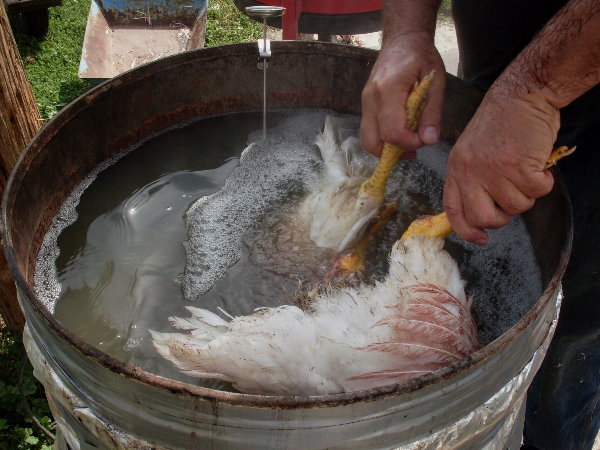 Dip each bird by the feet, clear into the hot water. 