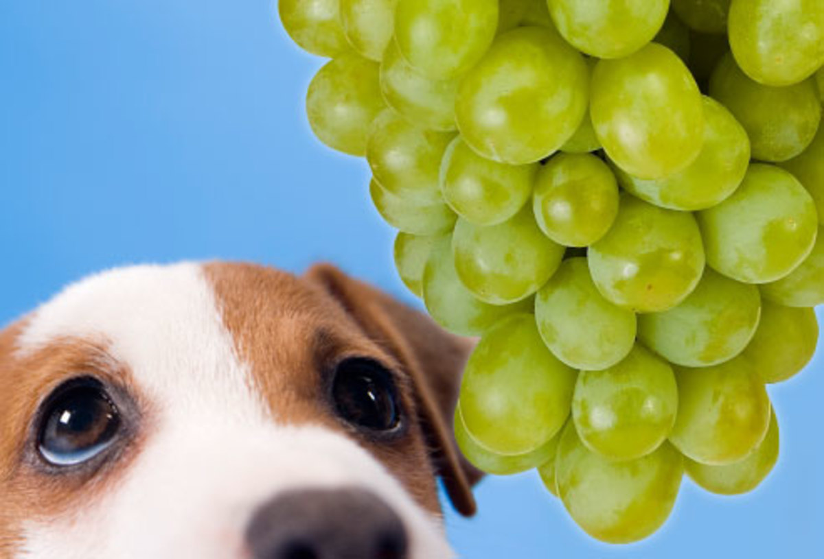 grapes-and-raisins-can-kill-your-dog