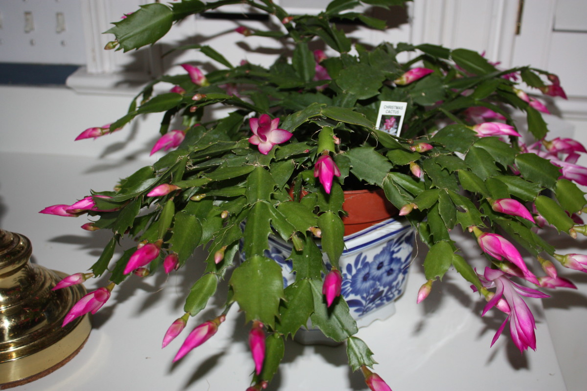 My Christmas Cactus already in Fool Blloom