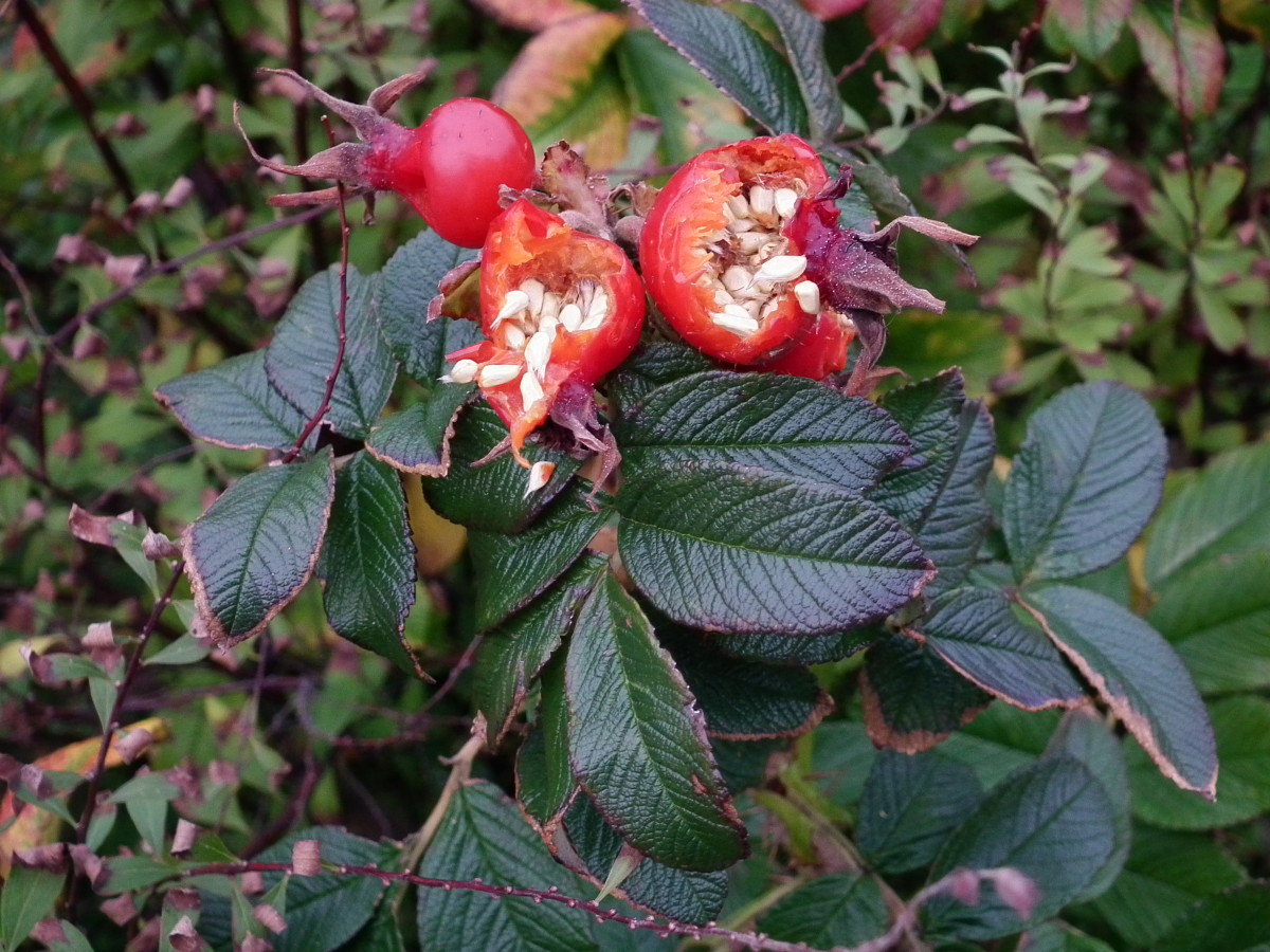 Birds relish the hips of the rugosa rose and will feast on them throughout the winter.