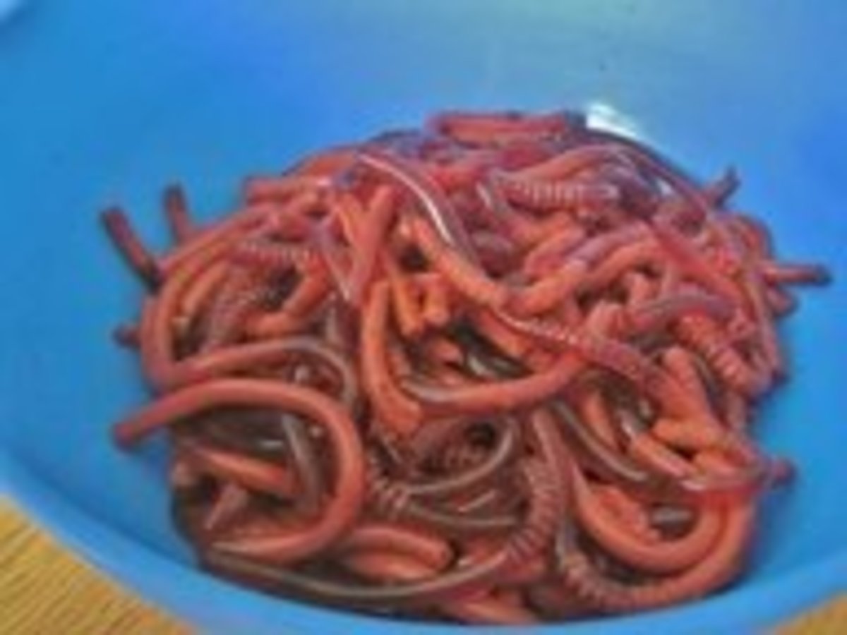 Jello Straw Worms