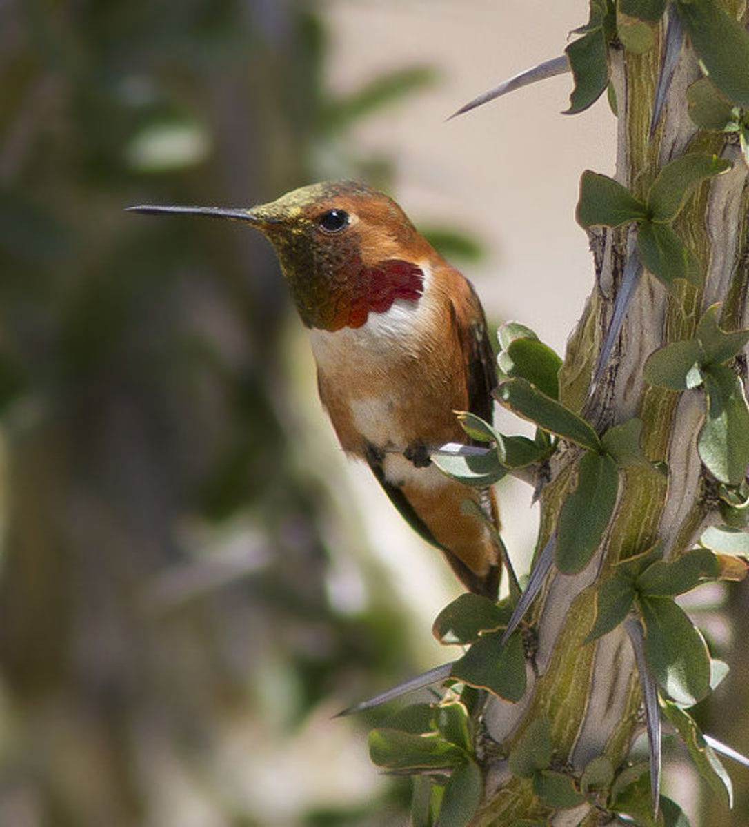 Different species of humming birds : Allen's hummingbird  