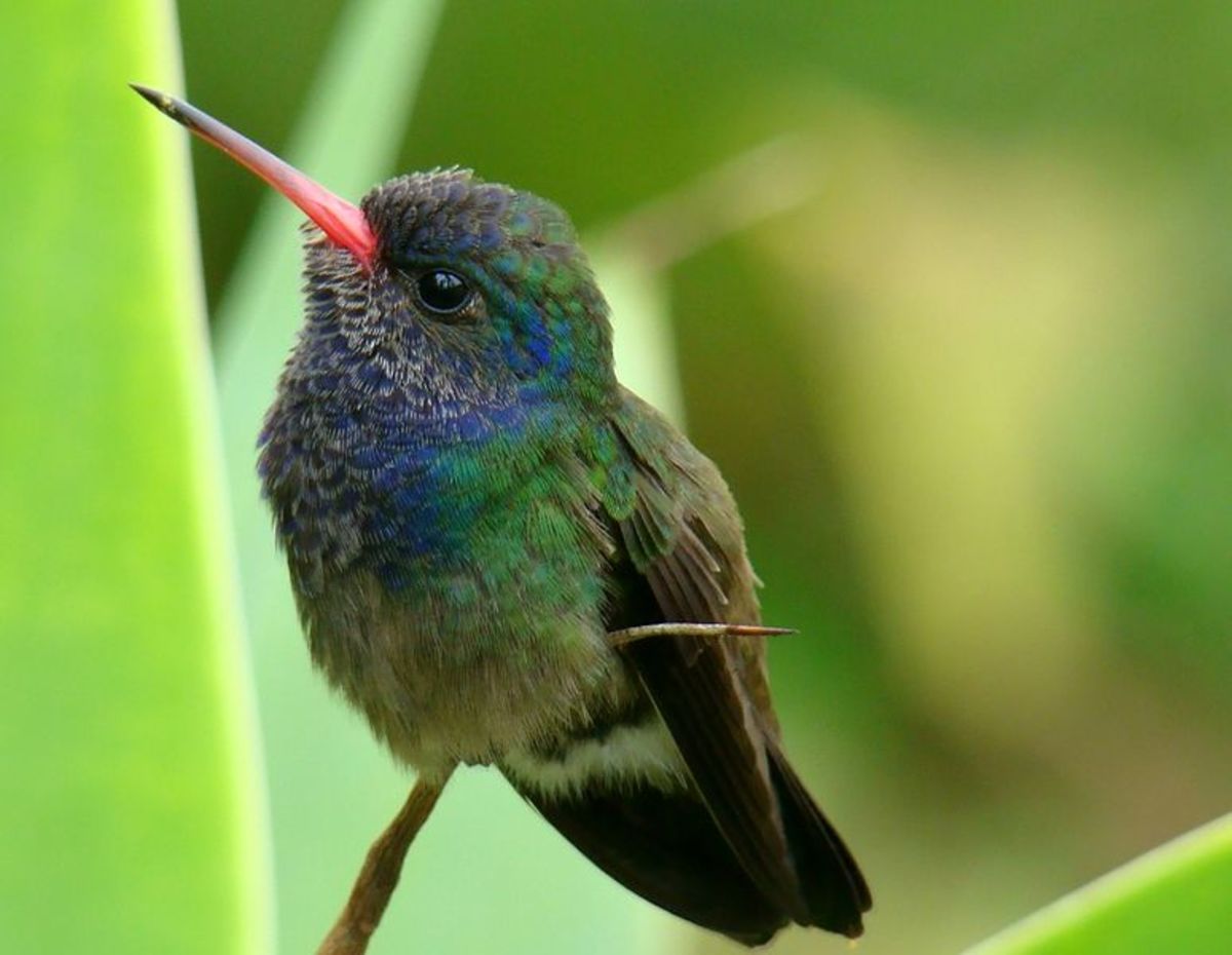Different species of humming birds : Broad-billed  Hummingbird